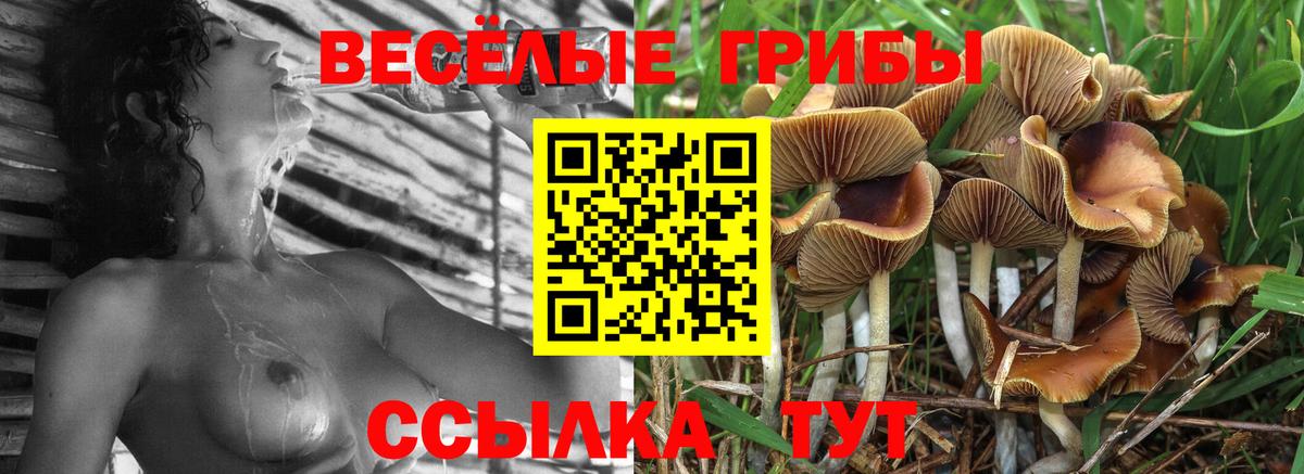 Псилоцибиновые грибы Psilocybine cubensis Чебоксары